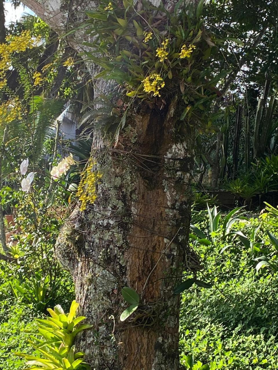 Pousada Casa Do Ipe Amarelo Miguel Pereira Kültér fotó